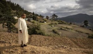 Le Maroc sur la voie du cannabis médical : les cultivateurs entre soulagement et inquiétude