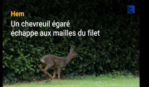 Hem : un chevreuil égaré échappe aux mailles du filet 