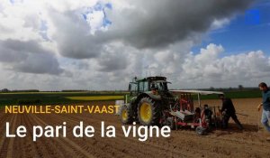 Arras: des agriculteurs de Neuville-Saint-Vaast se lancent dans la vigne