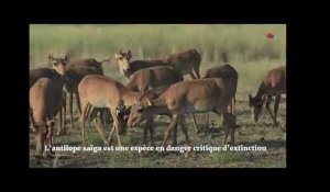 350 antilopes saïga tuées par la foudre