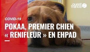 VIDÉO. Pokaa, premier chien « renifleur de Covid-19 » déployé en maison de retraite