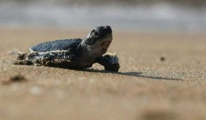 Chypre: des bébés tortues marines se précipitent vers les vagues