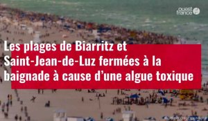 VIDÉO. Les plages de Biarritz et Saint-Jean-de-Luz fermées à la baignade
