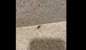 Annecy : des habitants ont filmé des cafards dans leur immeuble
