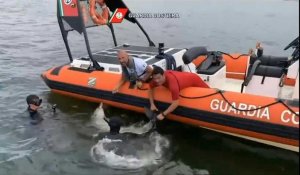 Italie: les garde-côtes sauvent un bébé dauphin pris au piège dans un filet