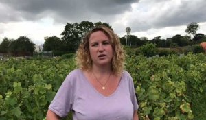 Mont-Saint-Eloi : 5 000 pieds de vignes bientôt plantés ?