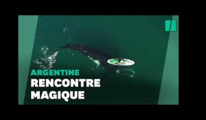 La vidéo spectaculaire d'une baleine jouant avec un paddle