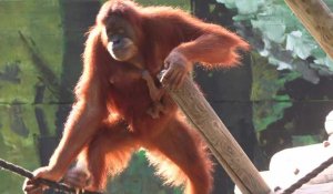 Un bébé orang-outan est né dans un zoo en Israël