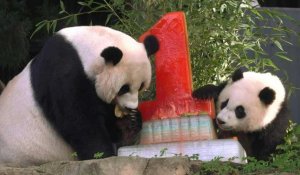 Le bébé panda de Washington fête son premier anniversaire