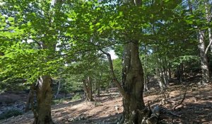 France : la forêt de Massane, en libre évolution, classée à l'Unesco