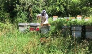 Année difficile pour les apiculteurs chablaisiens