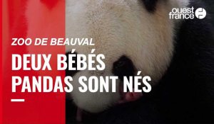 VIDÉO. Deux bébés pandas « en parfaite santé » sont nés au zoo de Beauval