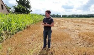 Houplin-Ancoisne : un agriculteur montre une ZNT (zone sans pesticides)