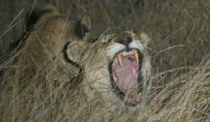 Les lions rois de la réserve de Balule, protégés dans une savane immense