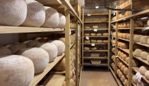 Le Boulonnais : terre de fromages ?