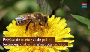 Une récolte de miel « dramatique » dans l'Aisne, la Marne et les Ardennes