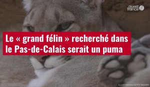 VIDÉO. Le « grand félin » recherché dans le Pas-de-Calais serait un puma