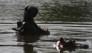 Face à leur prolifération, les hippopotames de Pablo Escobar sont stérilisés