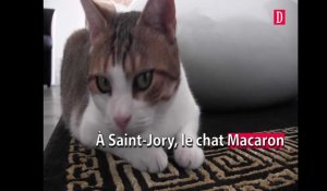 Le futur chat-star est dressé à Saint-Jory