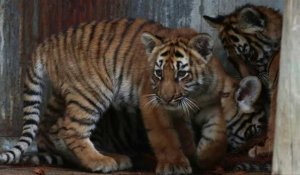 Mexique: naissance dans un zoo de quatre bébés tigres