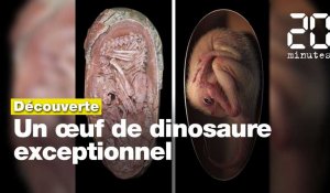 Dinosaures: Un embryon d'oviraptorosaure parfaitement fossilisé découvert en Chine