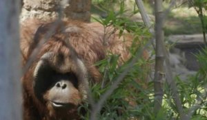 Au zoo de Santiago du Chili, un tigre et un orang-outan vaccinés contre le Covid