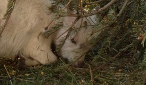 Environnement : Recycler son sapin de Noël grâce aux chèvres et aux paillages