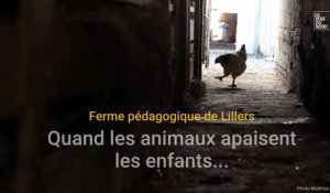 Béthunois : quand les animaux apaisent les enfants...