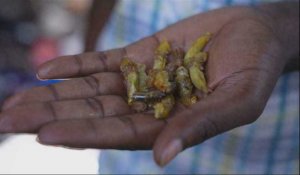 Ouganda : les sauterelles, un mets prisé, délicieux et lucratif