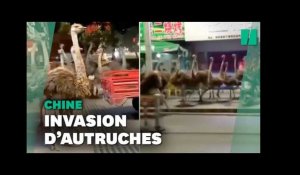 Une horde d'autruches sème la pagaille en Chine