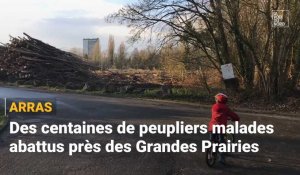 Arras : des centaines de peupliers malades abattus près des Grandes Prairies
