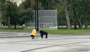 UGC: en Ukraine, un chimpanzé échappé du zoo y retourne, convaincu par un imperméable jaune