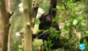 Guinée : le défi de la cohabitation entre des chimpanzés agressifs et la population locale