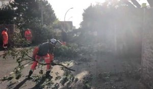 VIDÉO. À Saint-Nazaire, un arbre centenaire s’effondre sur la route VIDÉO. 