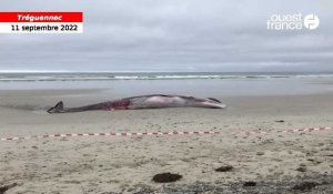 VIDÉO. Le rorqual échoué sur une plage du Finistère attire de nombreux curieux, ce dimanche 11 septembre