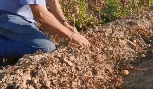 Ghislain Cauchy, agriculteur à Wargnies-le-Grand prévoit un rendement à la baisse pour ses pommes de terre