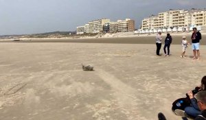 Un deuxième phoque échoué sur la plage d'Hardelot