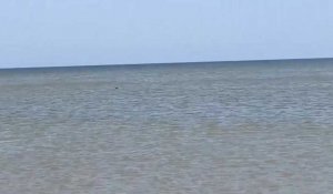 Un phoque échoué sur la plage d'Hardelot