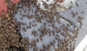 Des milliers d'abeilles envahissent le centre-ville d'Hautmont