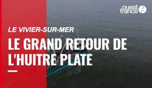 VIDEO. Le grand retour de l'huitre plate dans la baie du Mont-Saint-Michel. 