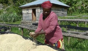 RD Congo : le café de l'île d'Idjwi, un arabica au féminin