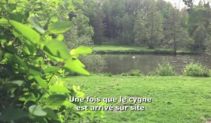 Crépy-en-Valois. Ce cygne retrouve la liberté après les soins de l'asso Picardie Faune Sauvage