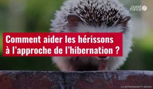 Vidéo. Comment aider les hérissons à l’approche de l’hibernation ?