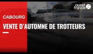 VIDÉO. Les ventes d'automne de trotteurs démarrent doucement à Cabourg 