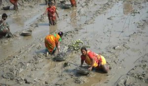 En Inde, des femmes plantent des mangroves pour protéger leur habitat du changement climatique