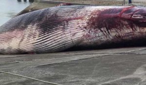 Autopsie d’une baleine échouée à Calais