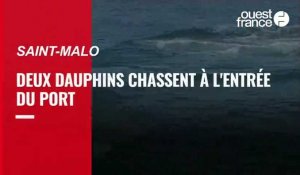 VIDÉO. Deux dauphins chassent dans le port de Saint-Malo