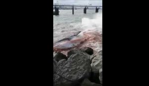 Calais : une baleine se vide de son sang dans le port