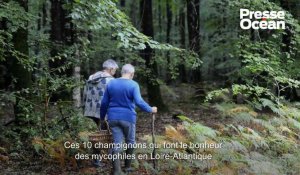 PHOTOS. Ces 10 champignons qui font le bonheur des mycophiles en Loire-Atlantique