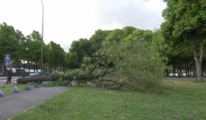Amiens : Une opération d'abattage d'arbres au parc de la Hotoie